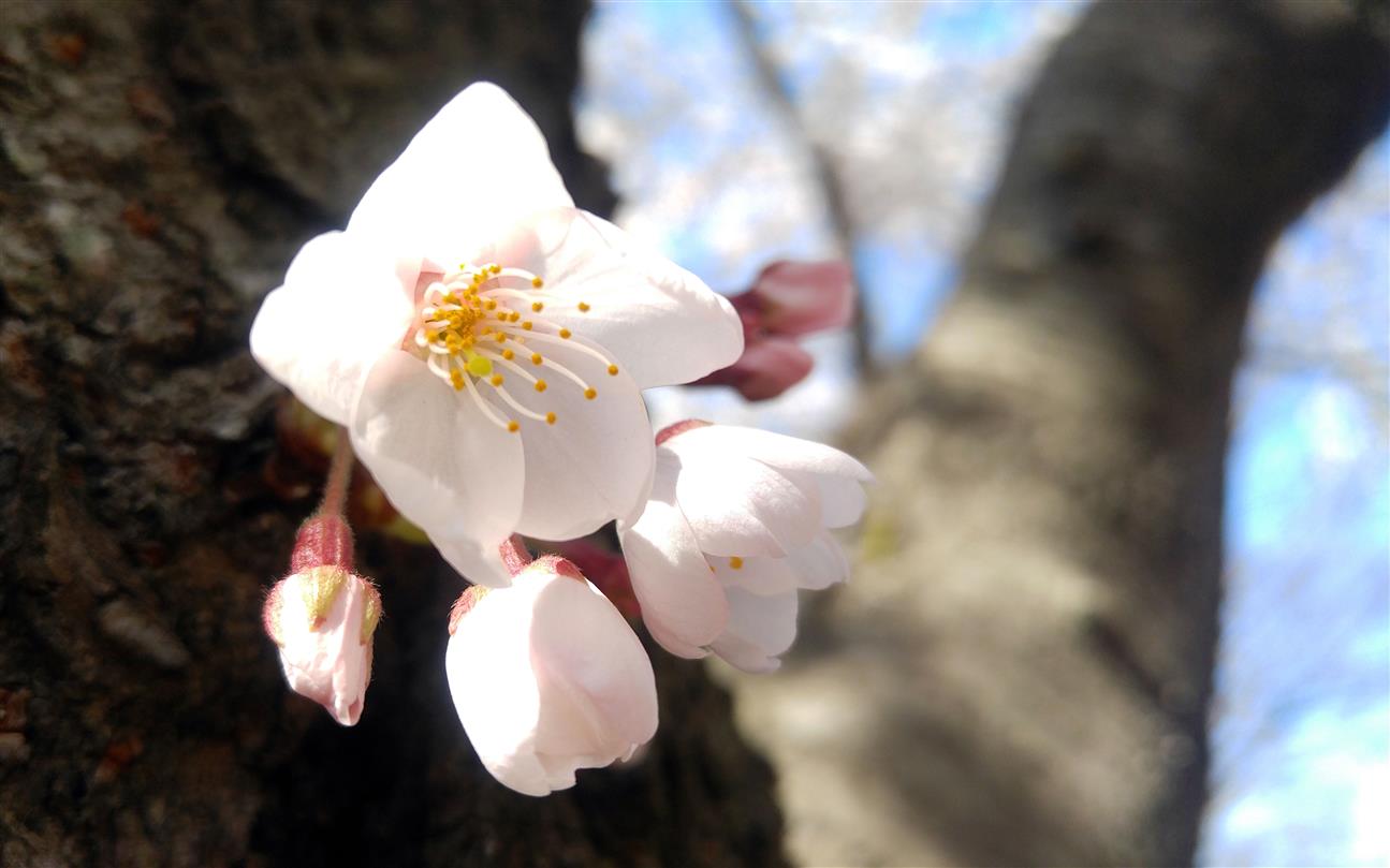 20190402_벚꽃트레킹-벚나무.jpg